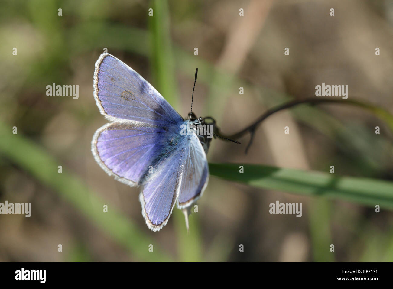 Common blue butterfly (Polyommatus icarus), a male Stock Photo