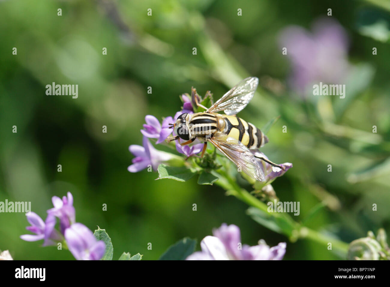 Helophilus trivittatus, a hover fly, on a thistle Stock Photo