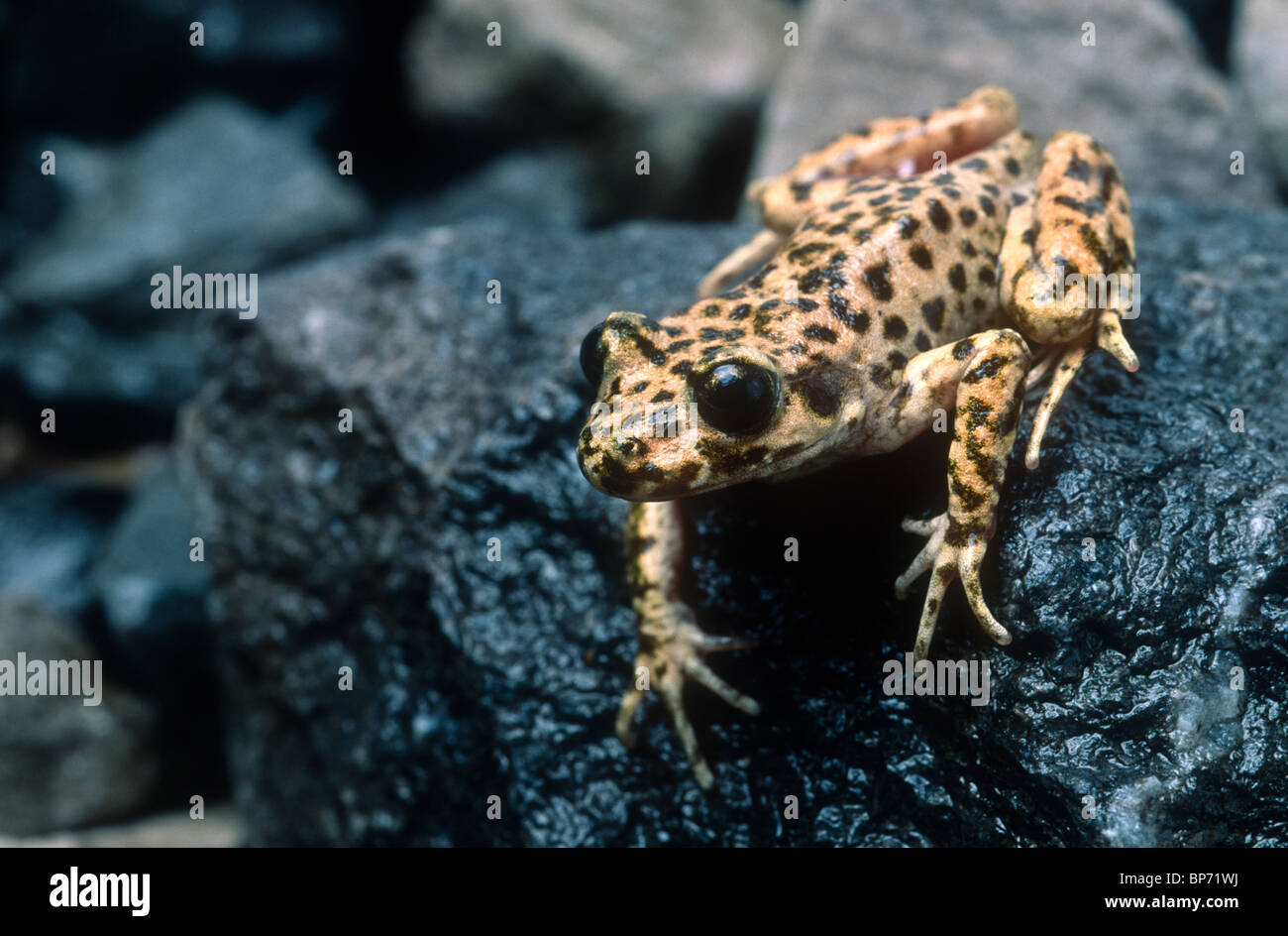 Majorcan midwife toad, Alytes muletensis, Majorca Stock Photo - Alamy