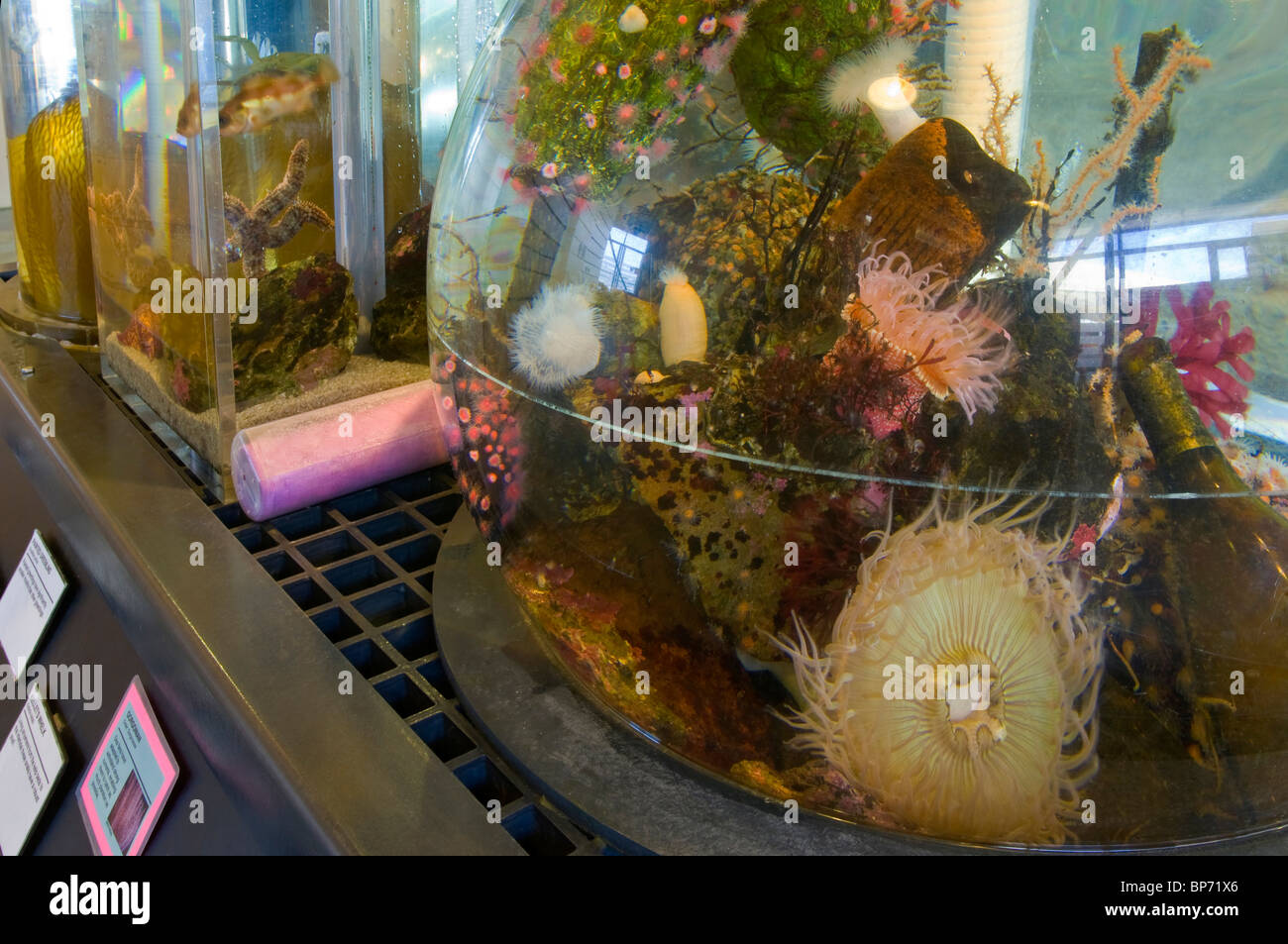 Marine Exhibits at The Ocean Institute at Dana Point Harbor, Dana Point