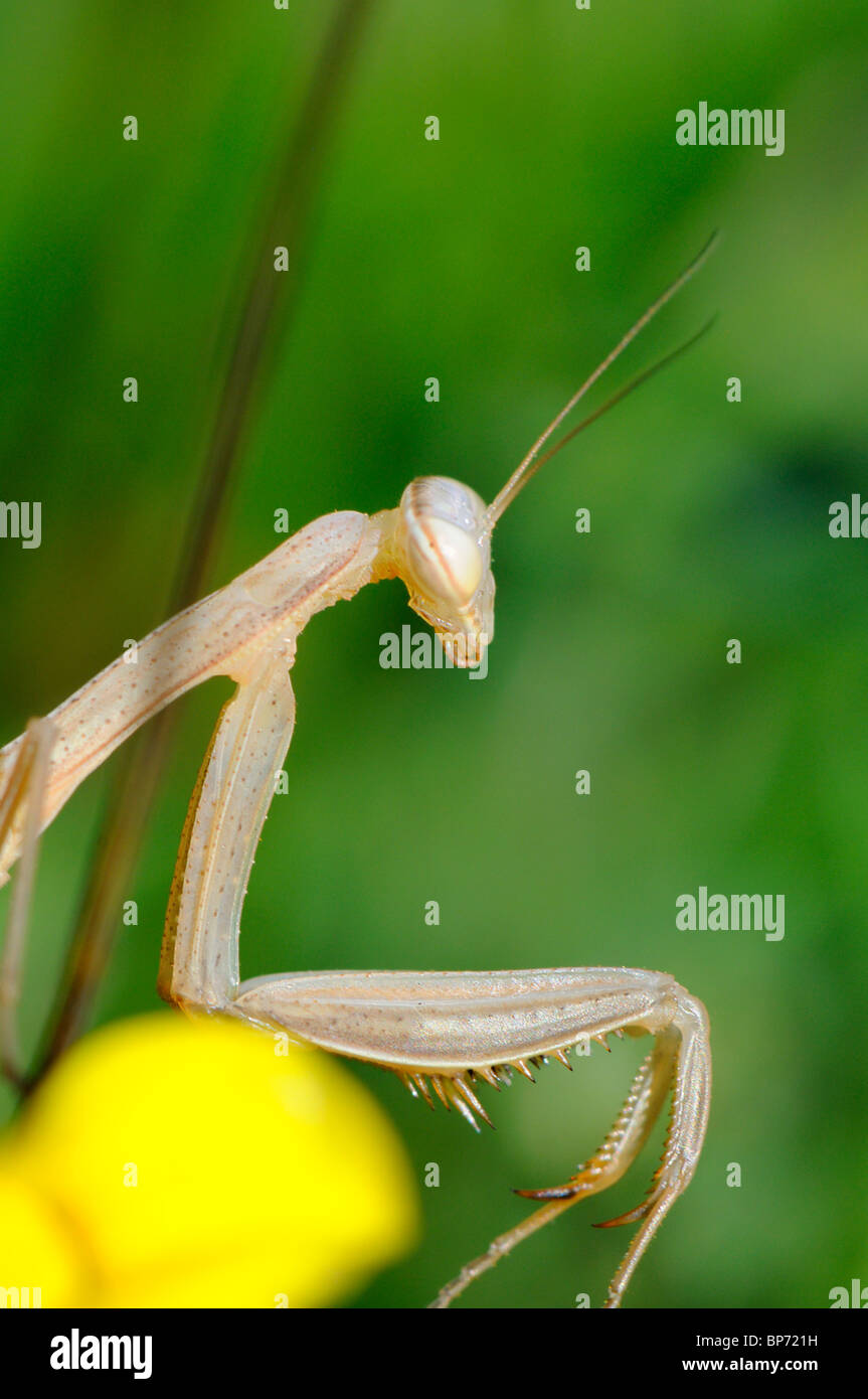 Young Praying Mantis (Mantis religiosa) Slovenia, August Stock Photo Alamy