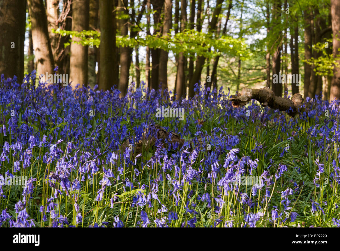 A vibrant spring bluebell wood in Hertfordshire, England Stock Photo ...