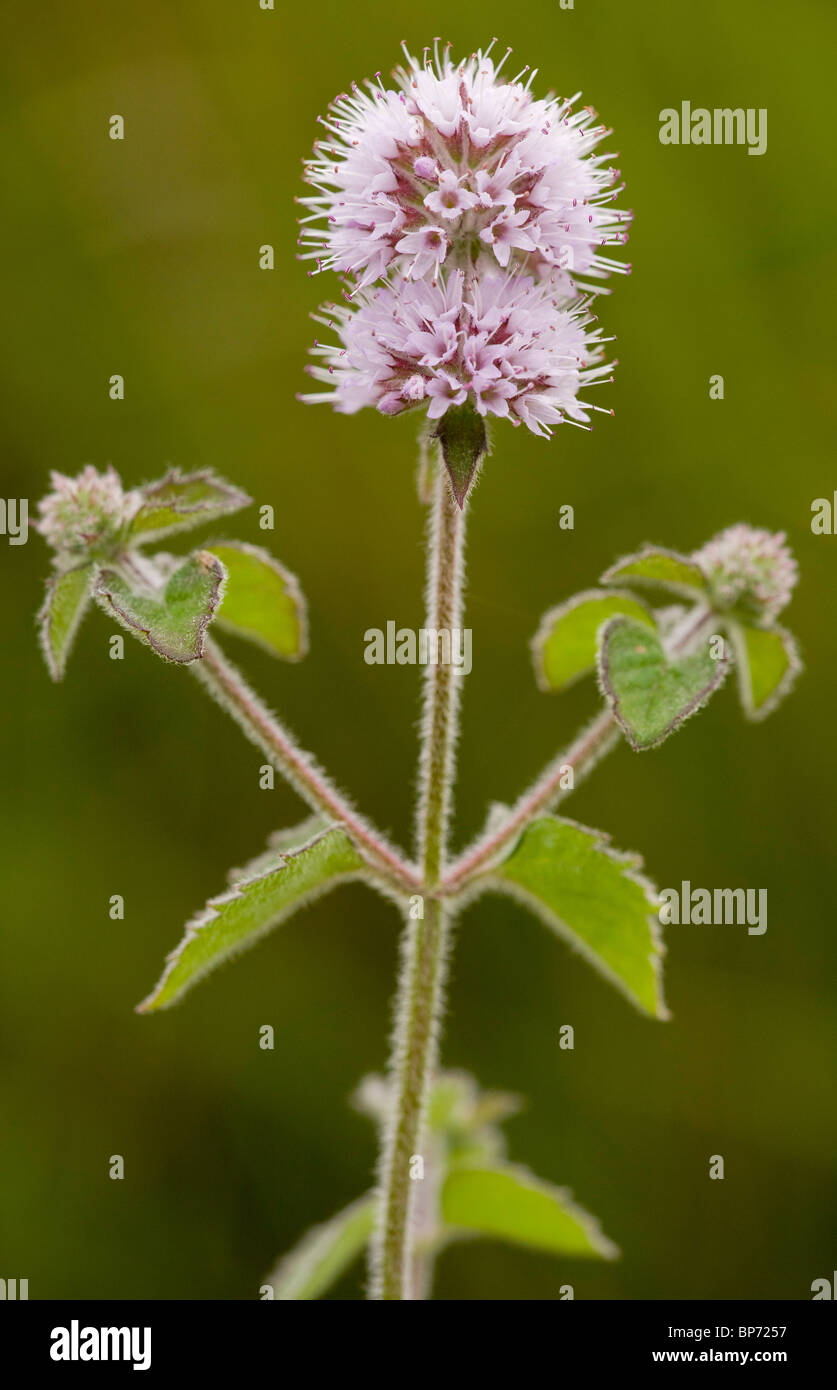 Water Mint Mentha Aquatica In Flower Dorset Stock Photo Alamy water-mint-mentha-aquatica-in-flower-dorset-stock-photo-alamy