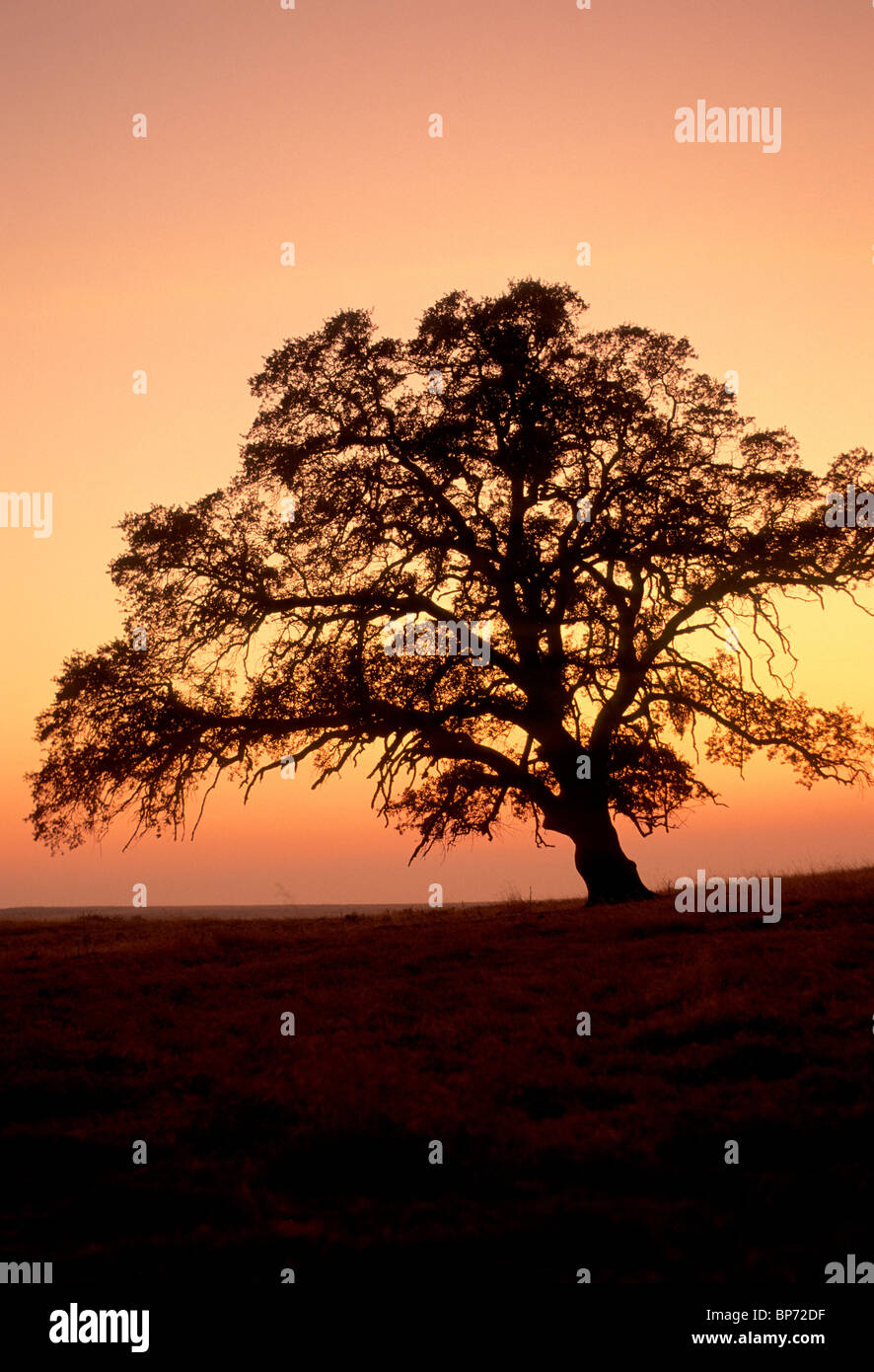 Lone Oak tree silhouetted against sunset sky, Stock Photo