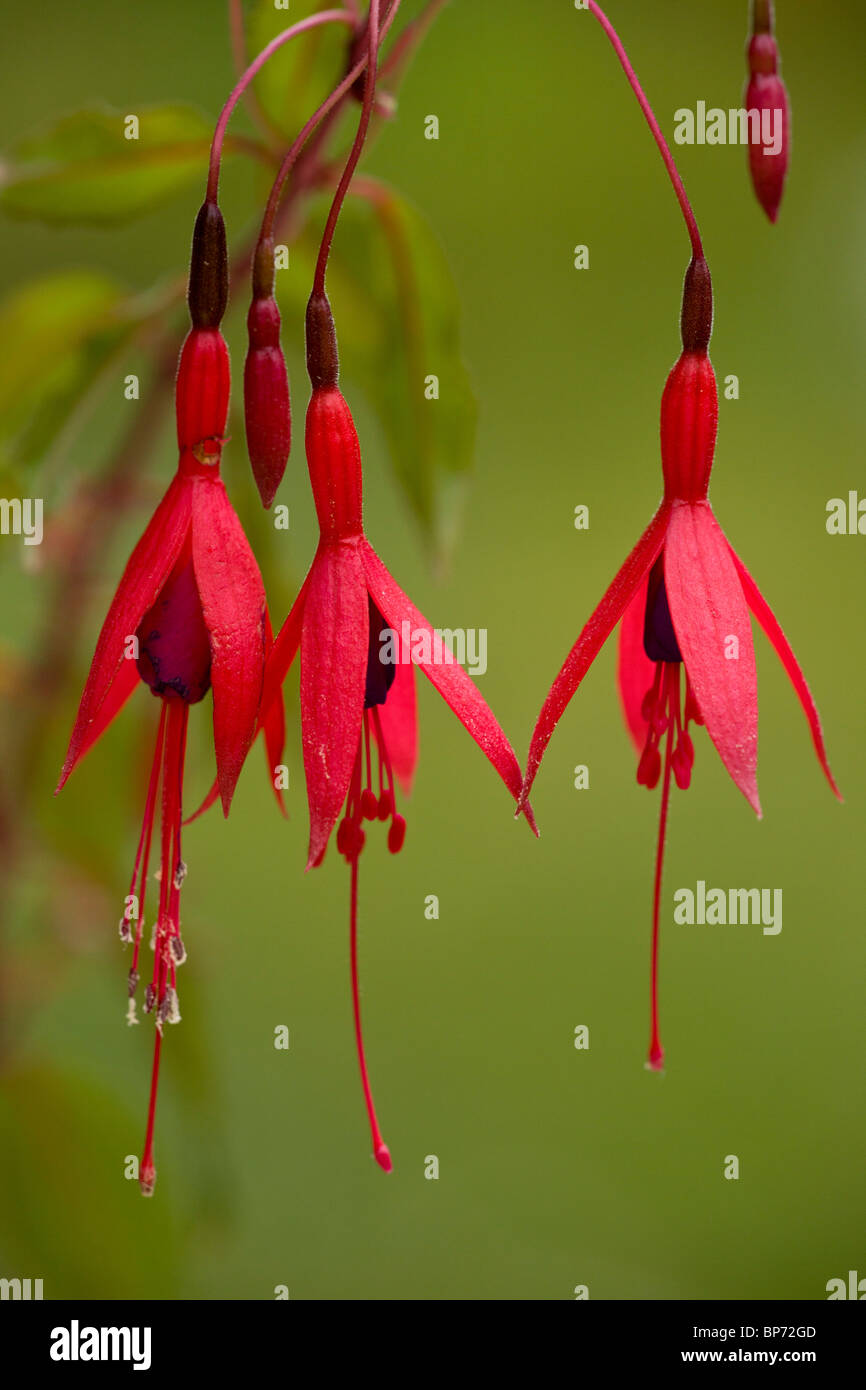 Fuchsia, Fuchsia magellanica flowers; widely naturalised in western Britain, from Chile/Argentina. Dorset. Stock Photo