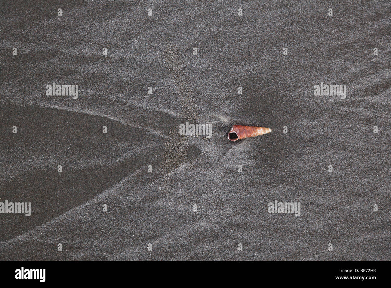 Shells and textured sand patterns on Ohope Beach Stock Photo - Alamy