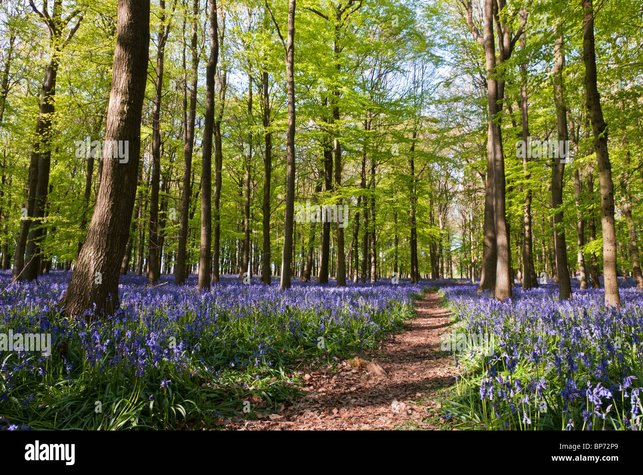 A vibrant spring bluebell wood in Hertfordshire, England Stock Photo - Alamy