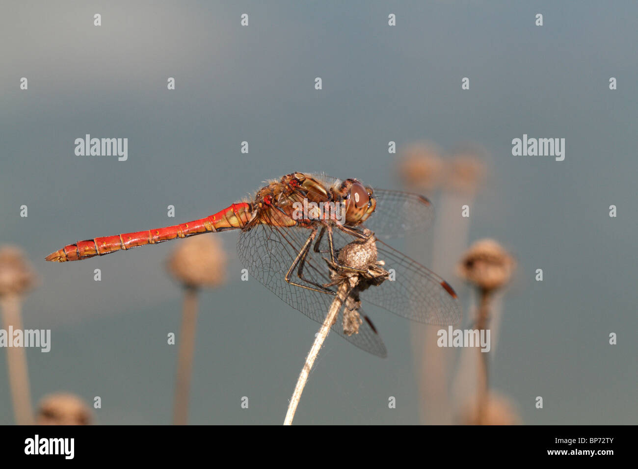 Male Sympetrum vulgatum, Vagrant Darter, a common dragonfly Stock Photo