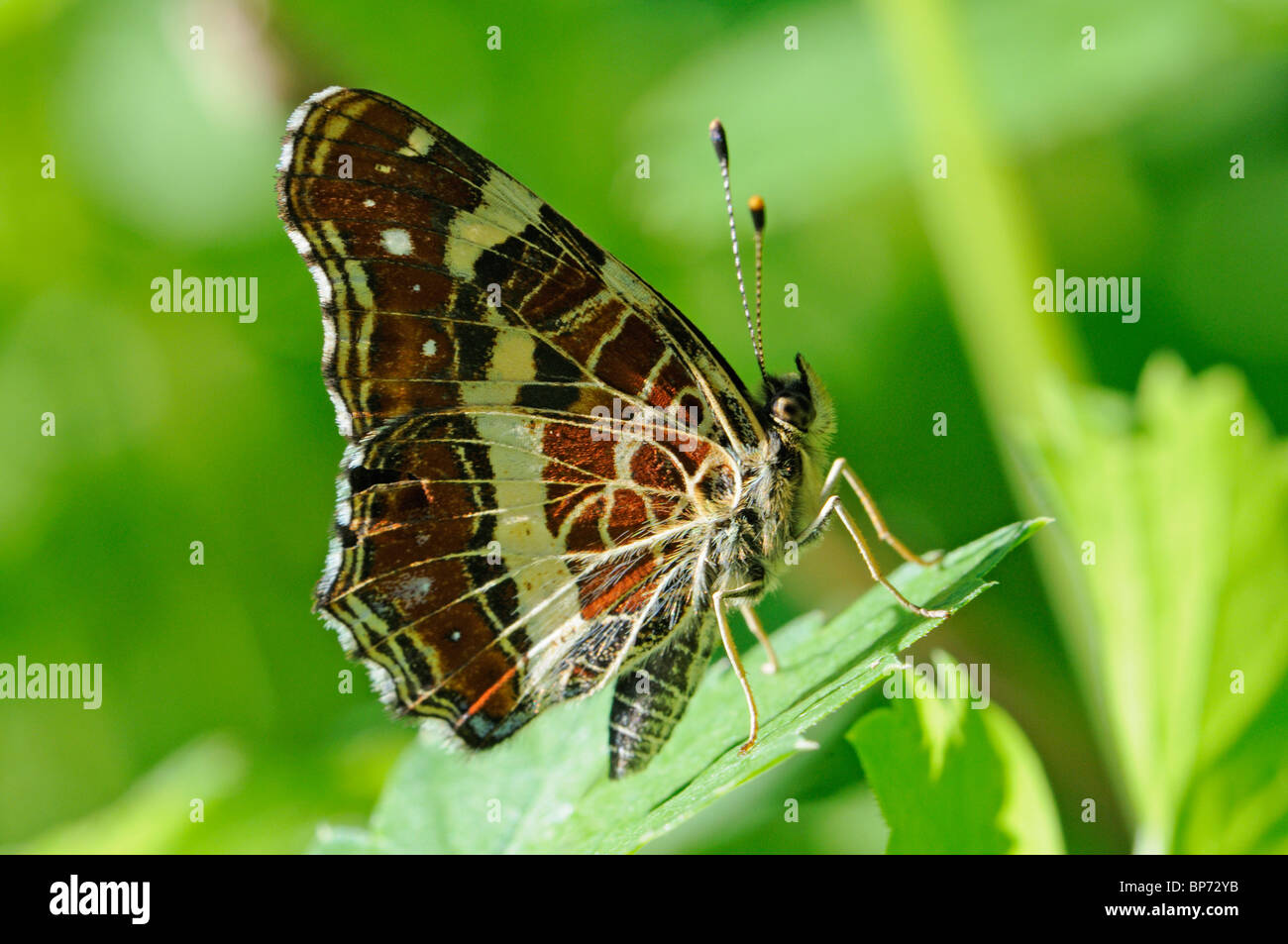 Map Butterfly (Araschnia levana) Summer brood. Slovenia, August. Stock Photo