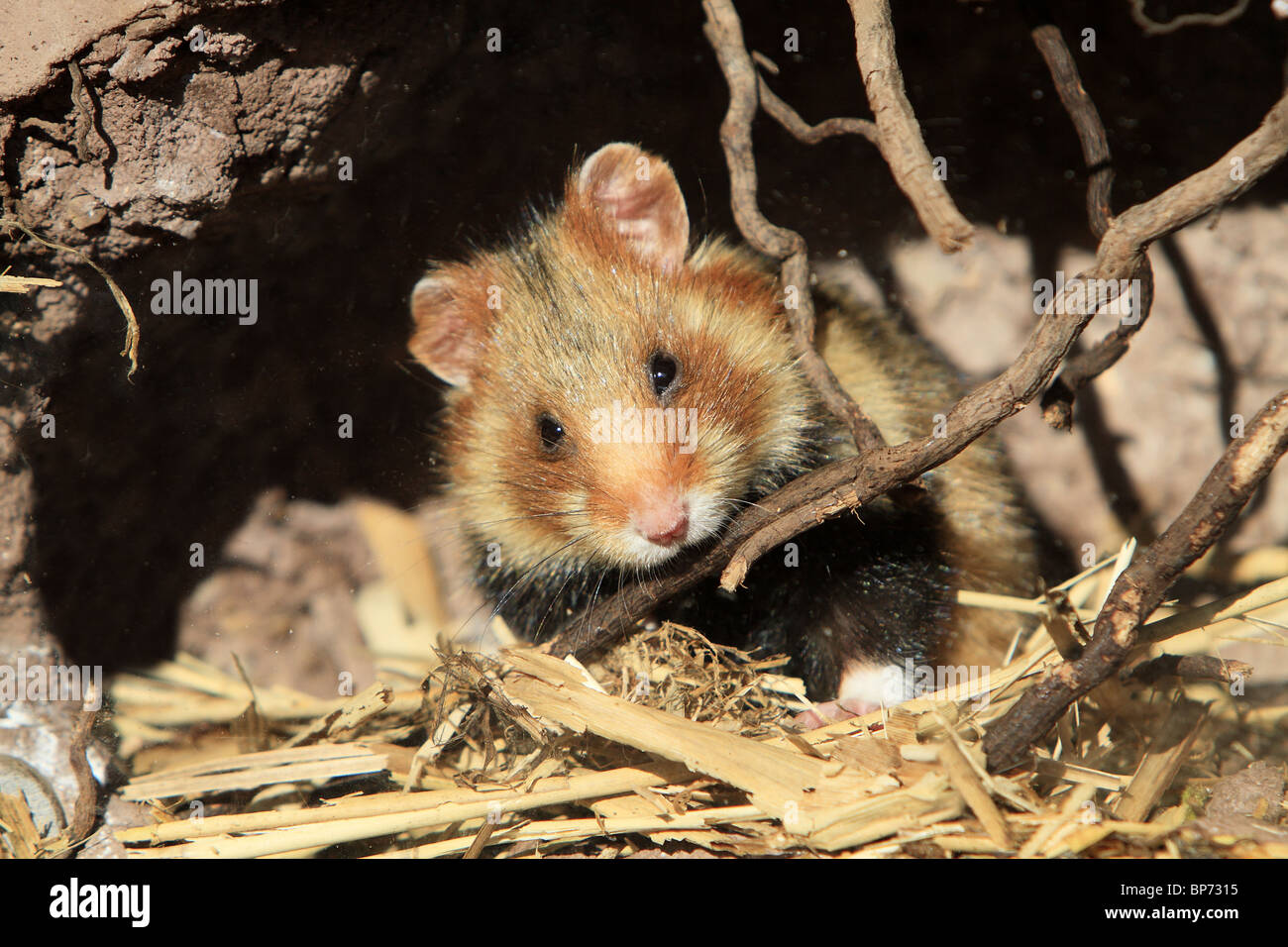 European Hamster, Blackbellied Hamster, Common Hamster (Cricetus
