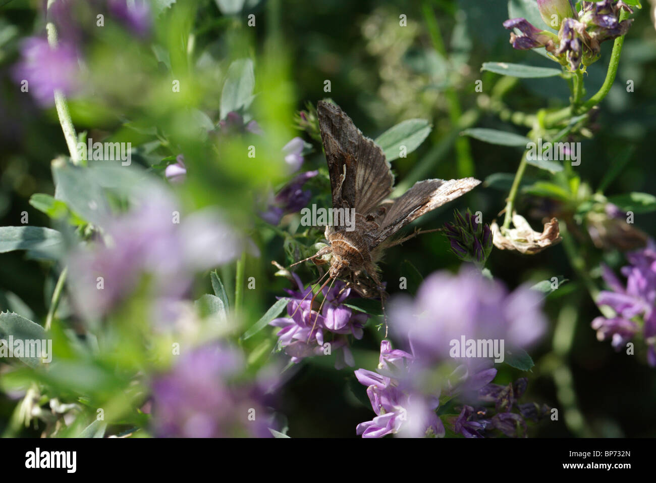 Autographa gamma, Silver Y butterfly Stock Photo