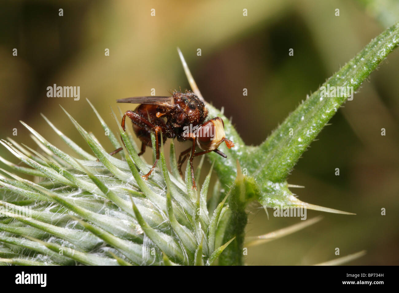 Sicus ferrugineus, a thick-headed fly, on a thistle. Stock Photo