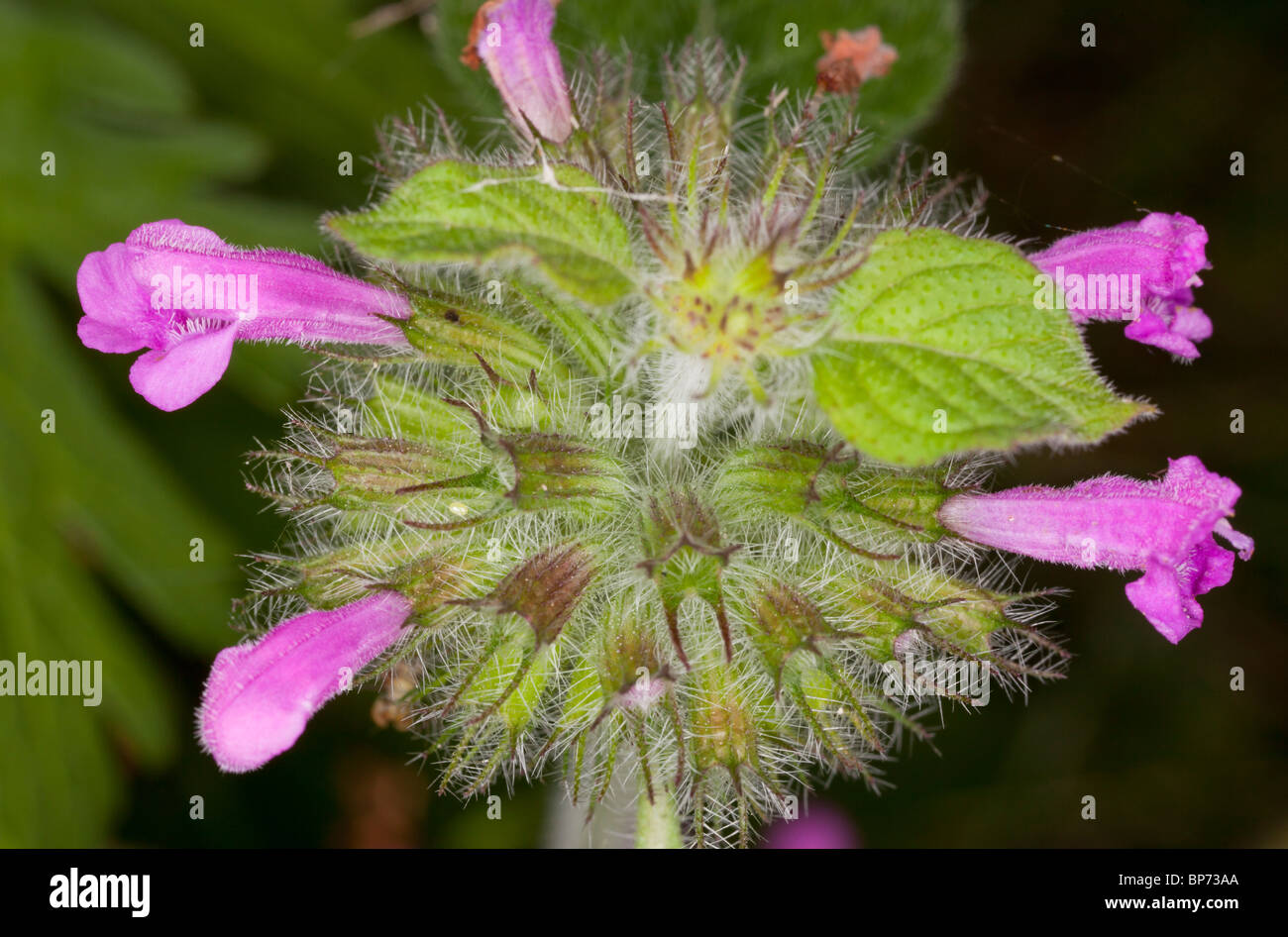 Wild Basil, Clinopodium vulgare flowers. Stock Photo