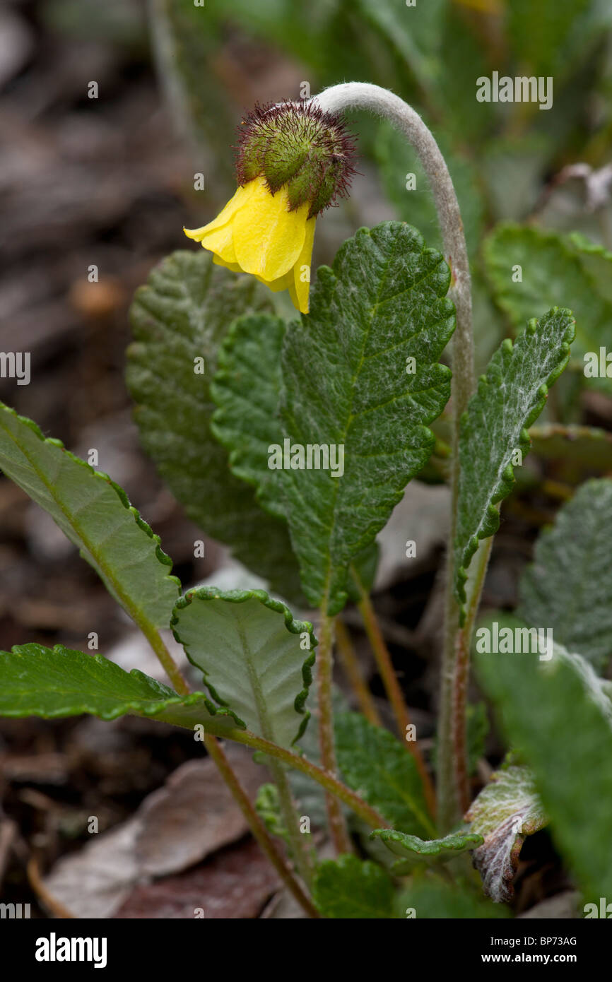 Yellow Mountain-Avens, Dryas drummondii in flower, Rockies, Canada Stock Photo