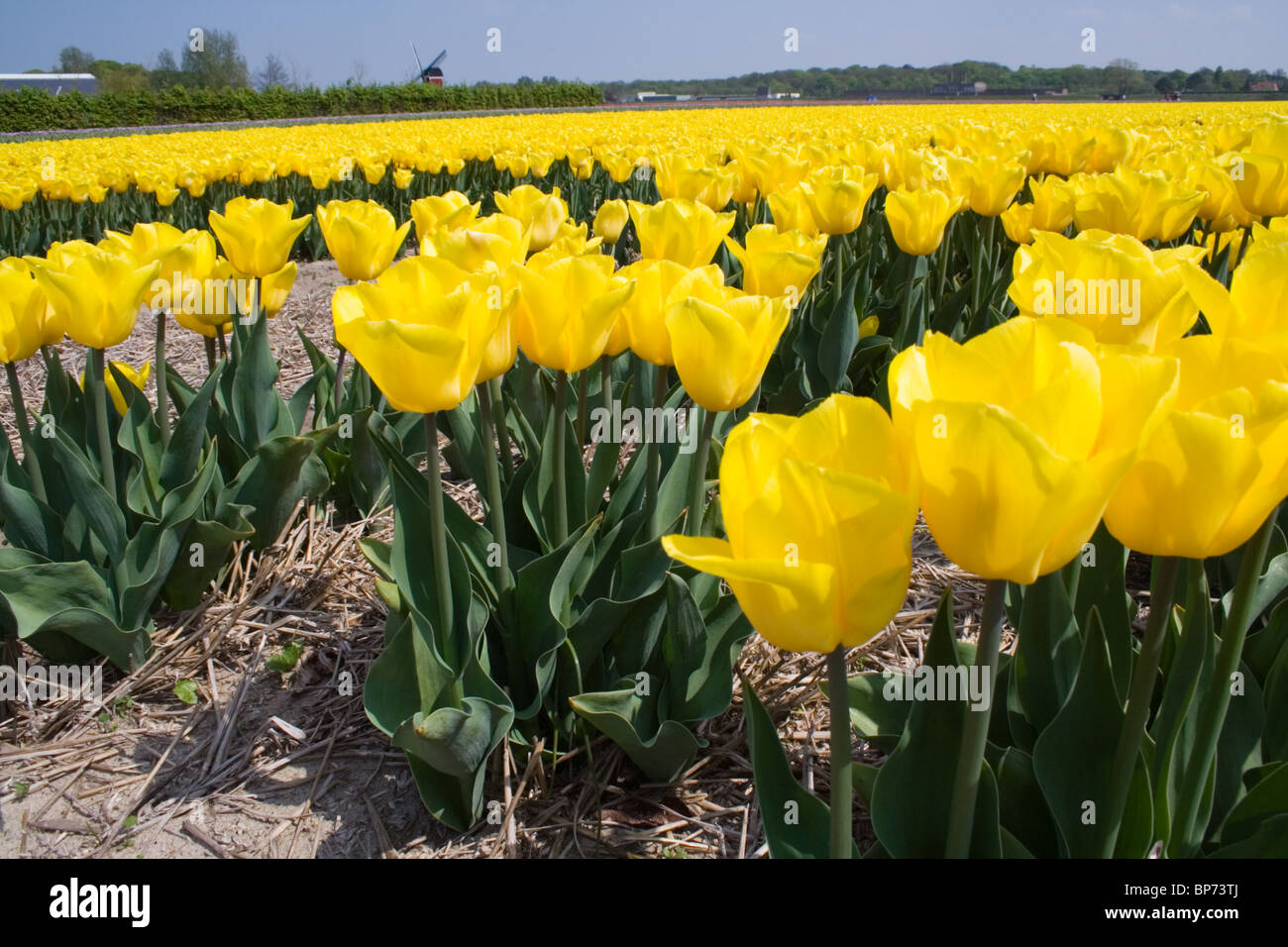 Dutch yellow tulip field Stock Photo