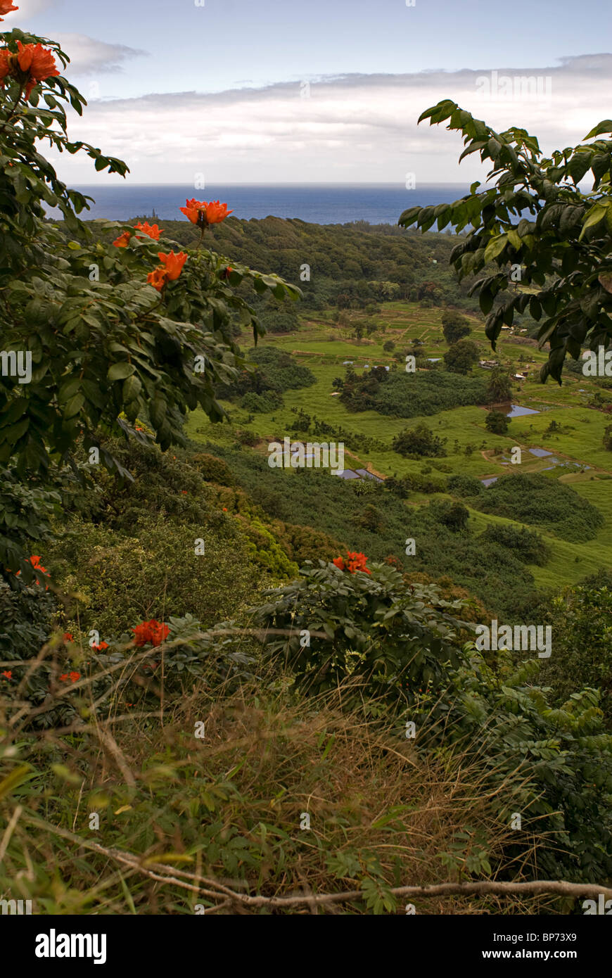 Maui flowers red hires stock photography and images Alamy