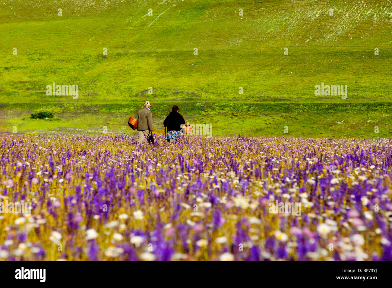 Elderly couple searching for Mushrooms amid acres of wildflowers in the Piano Grande near Castelluccio, Umbria Italy Stock Photo
