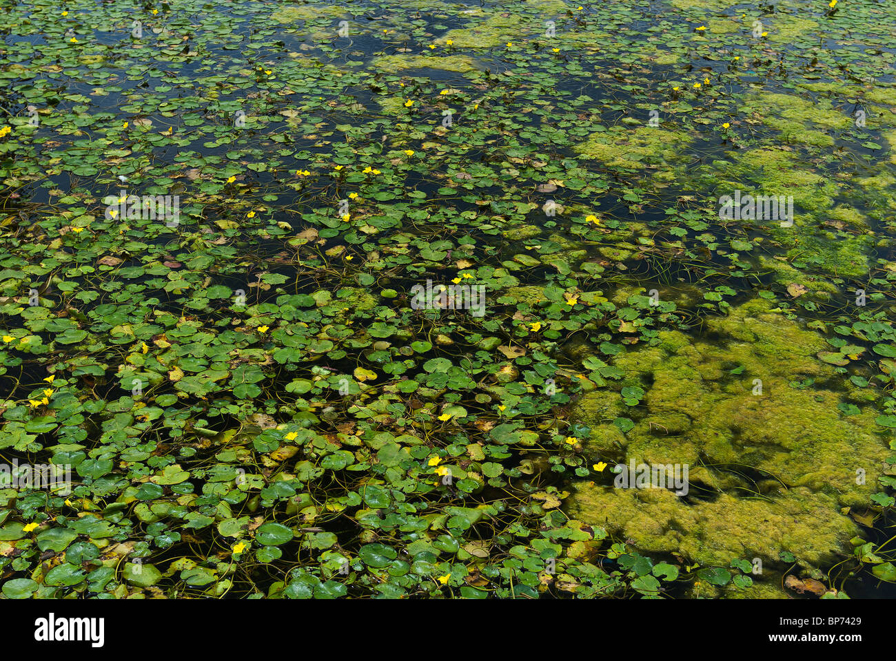 Floating heart, fringed water lily, yellow floatingheart. Stock Photo