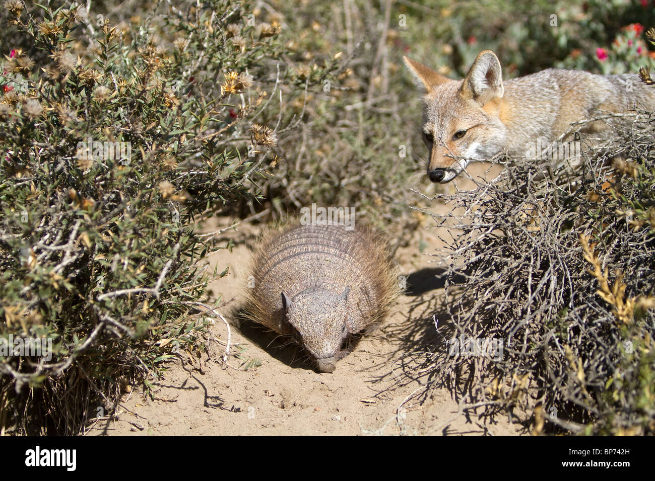 Grey Zorro, Patagonian Fox, South American Gray Fox (Dusicyon griseus, Pseudalopex griseus), adult with Larger Hairy Armadillo Stock Photo