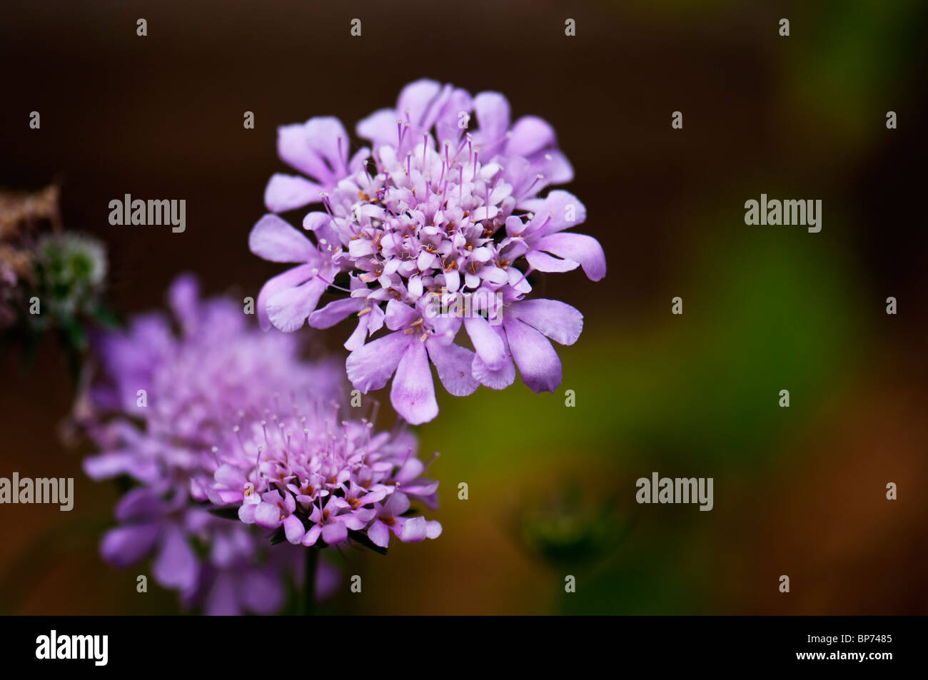 Closeup of lavender Pincushion flowers, Scabiosa atropurpurea. Oklahoma, USA. Stock Photo