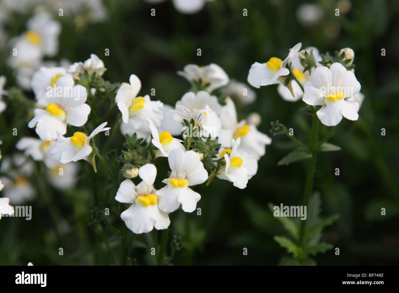 Nemesia sunsatia hires stock photography and images Alamy