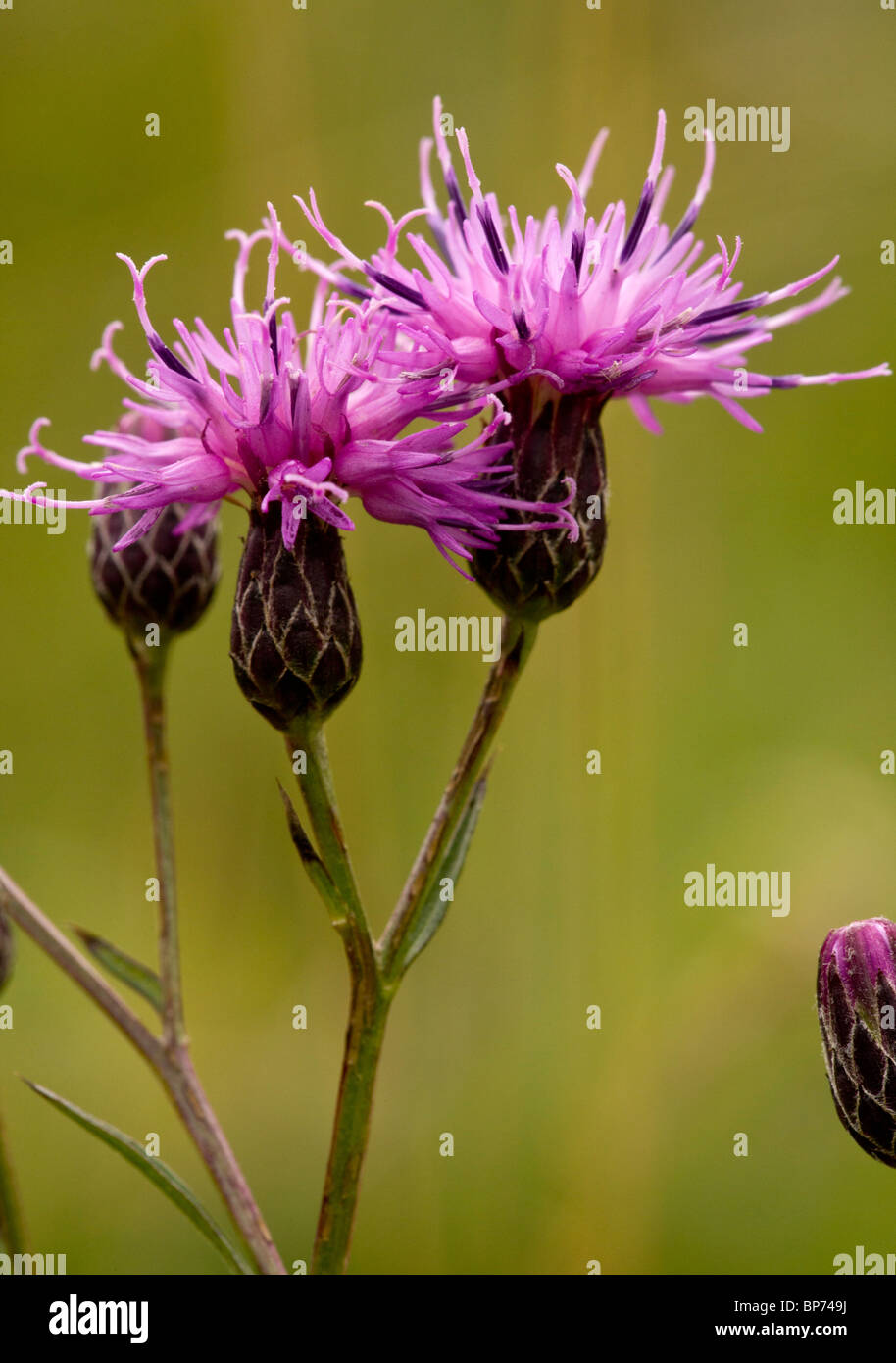 Saw-wort, Serratula tinctoria in flower Stock Photo