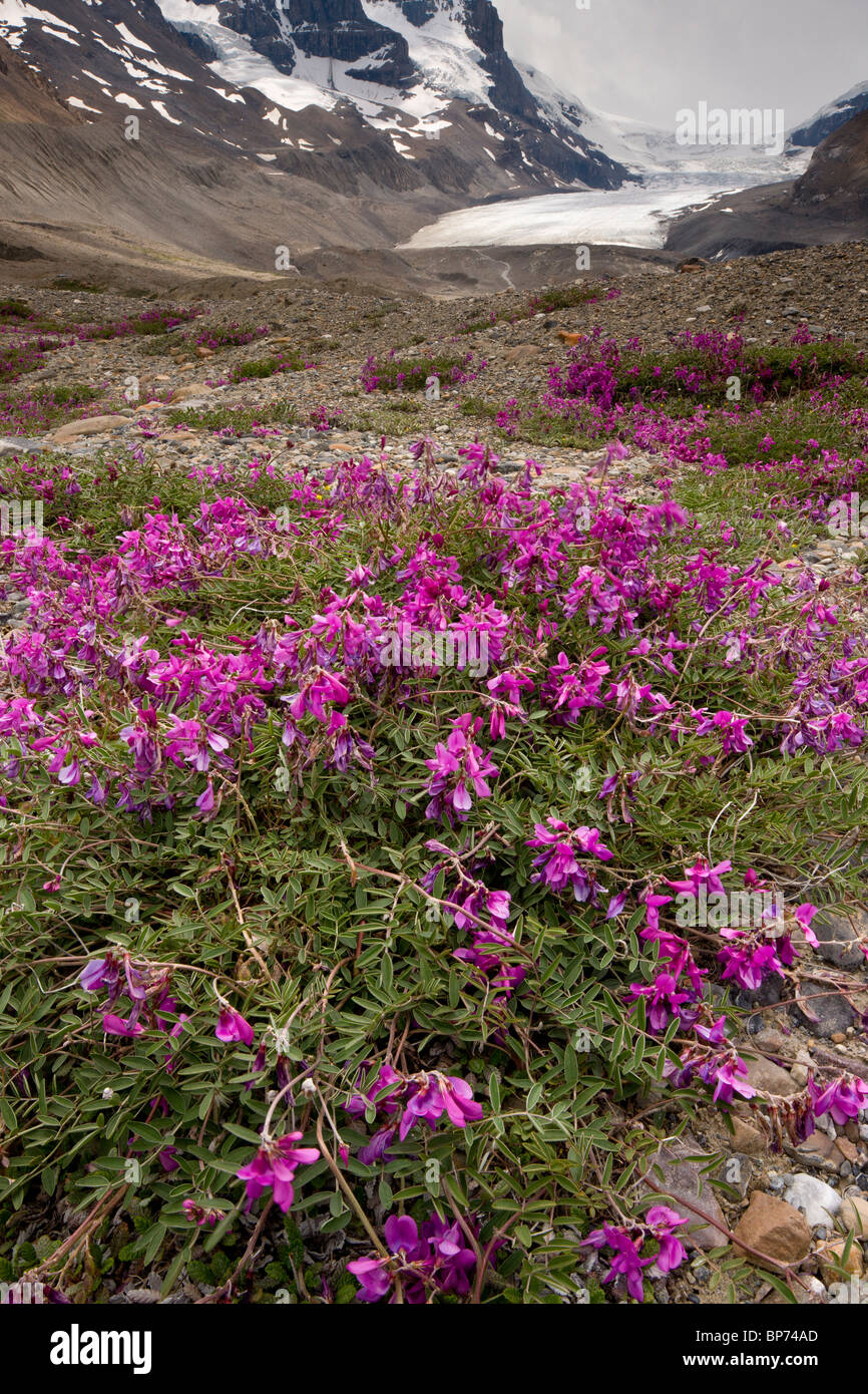 Northern Sweet Vetch, Hedysarum boreale, growing in abundance on glacial morraine of Athabasca Glacier; Columbia icefield Canada Stock Photo