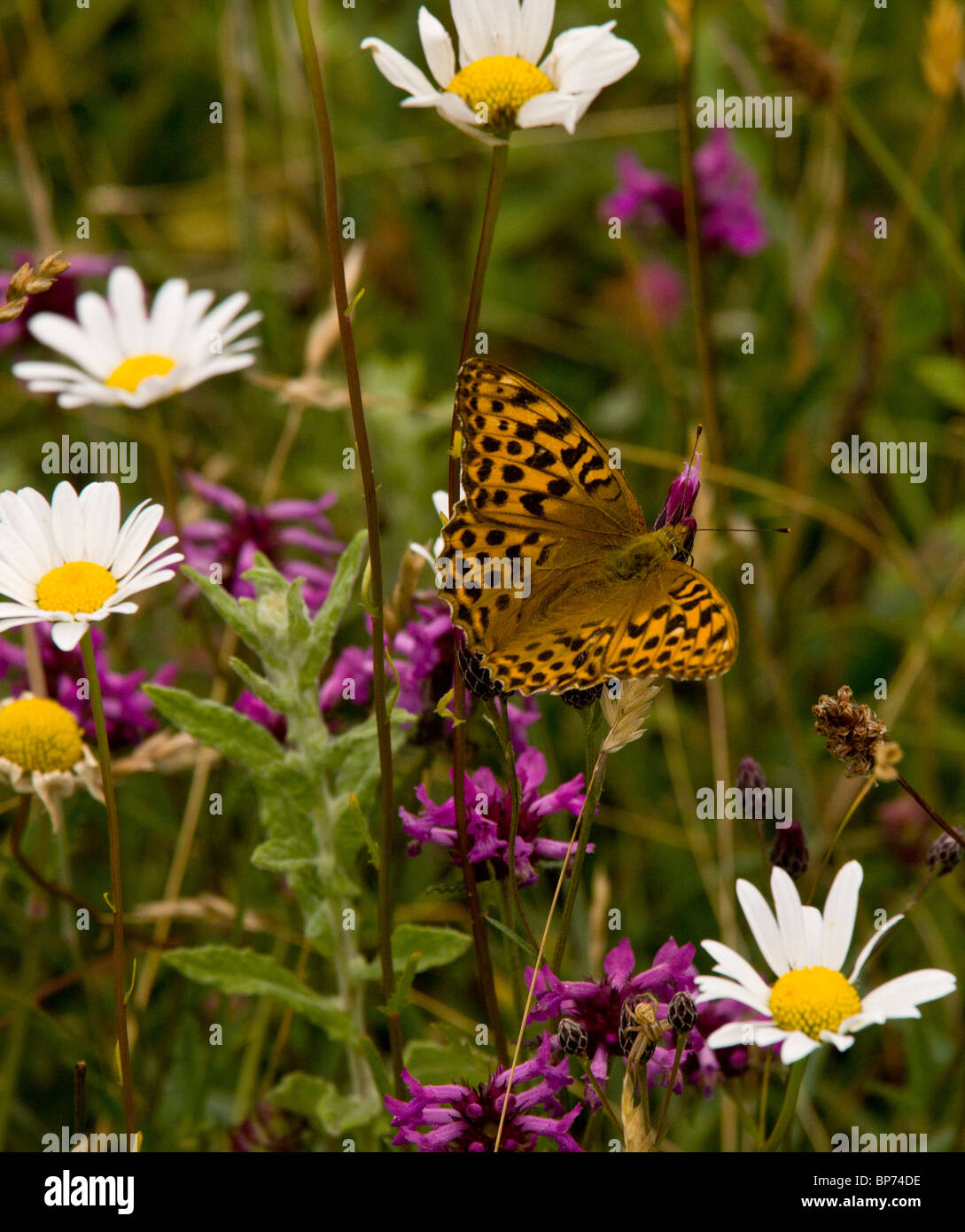 Silver-washed Fritillary, female, in flowery meadow with betony etc, Powerstock, Dorset. Stock Photo