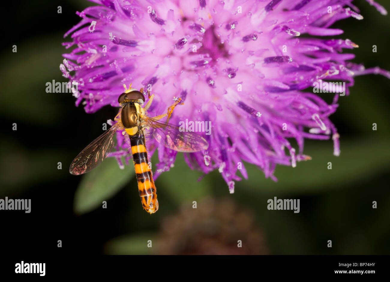 Common hoverfly, Sphaerophoria scripta; male on knapweed flower. Dorset garden. Stock Photo