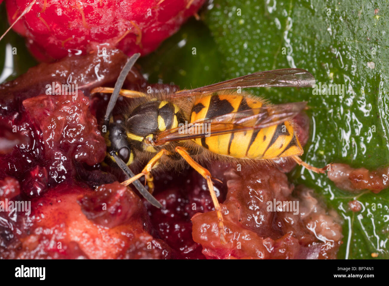 Common Wasp, Vespula vulgaris, feeding on fallen fruit, early autumn. Dorset. Stock Photo