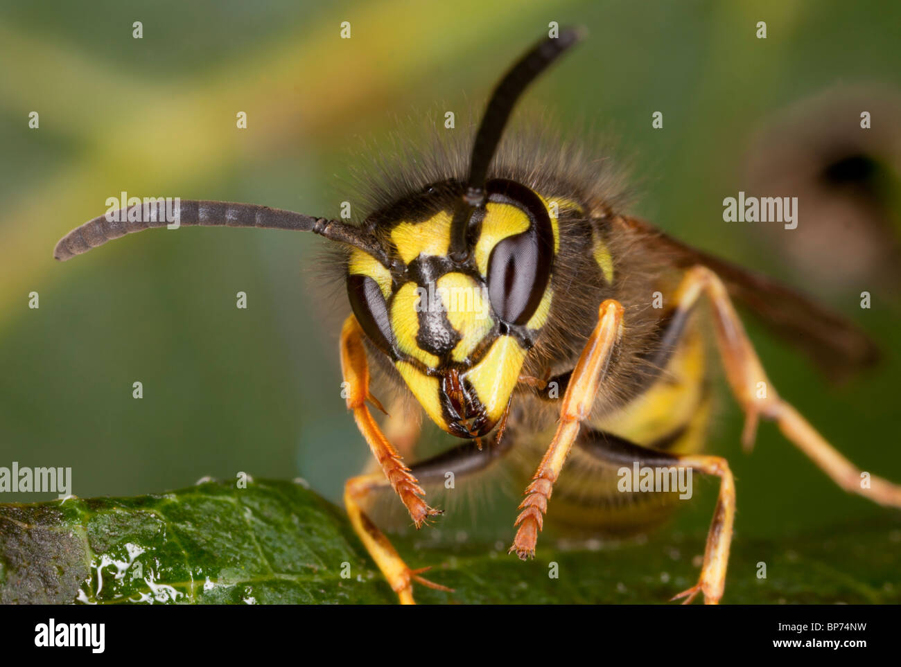 Common Wasp, Vespula vulgaris, head-on close-up, early autumn. Dorset. Stock Photo
