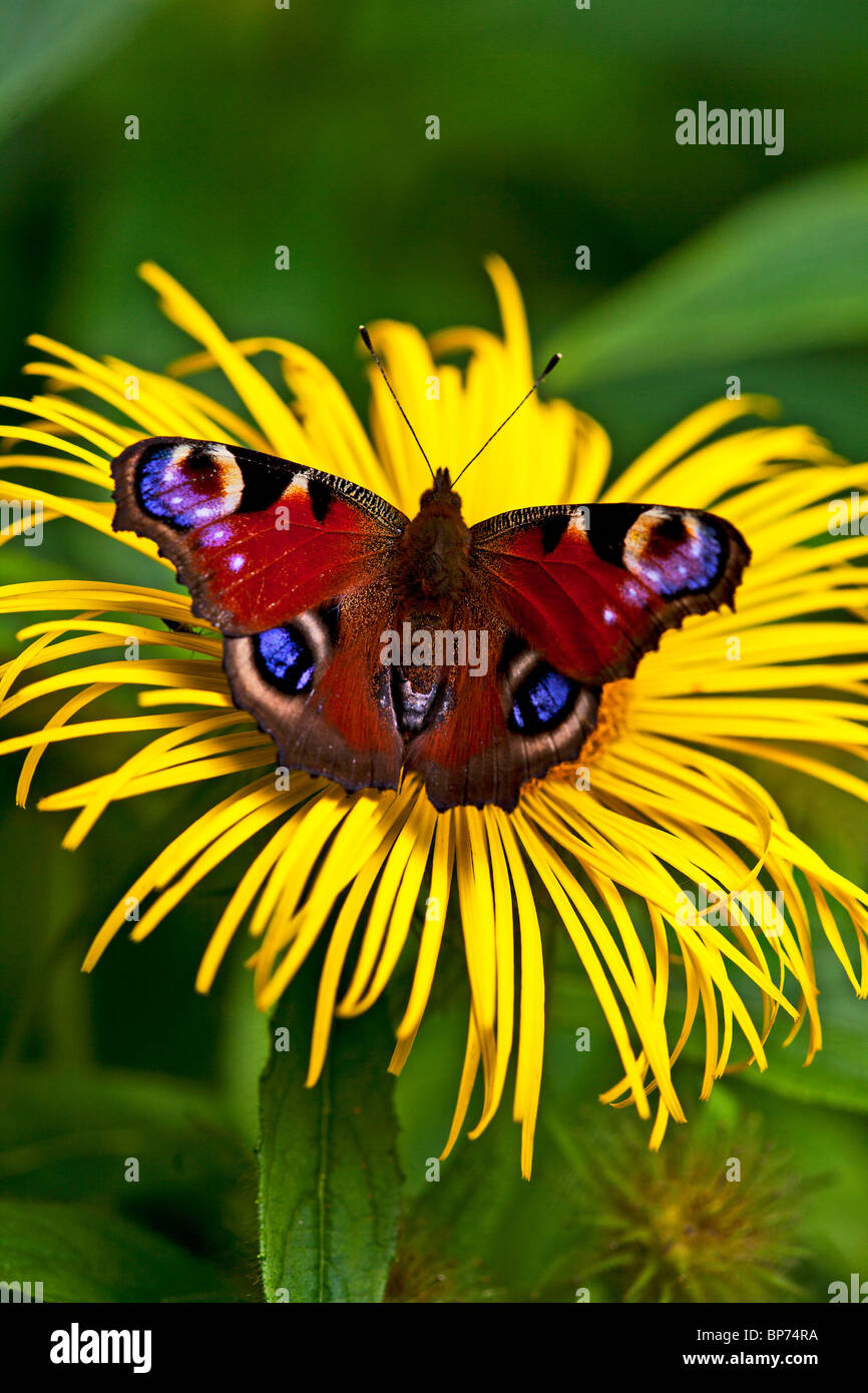 Peacock butterfly resting on an Inula plant, Abbotsbury Sub Tropical Gardens, Dorset, England. Stock Photo