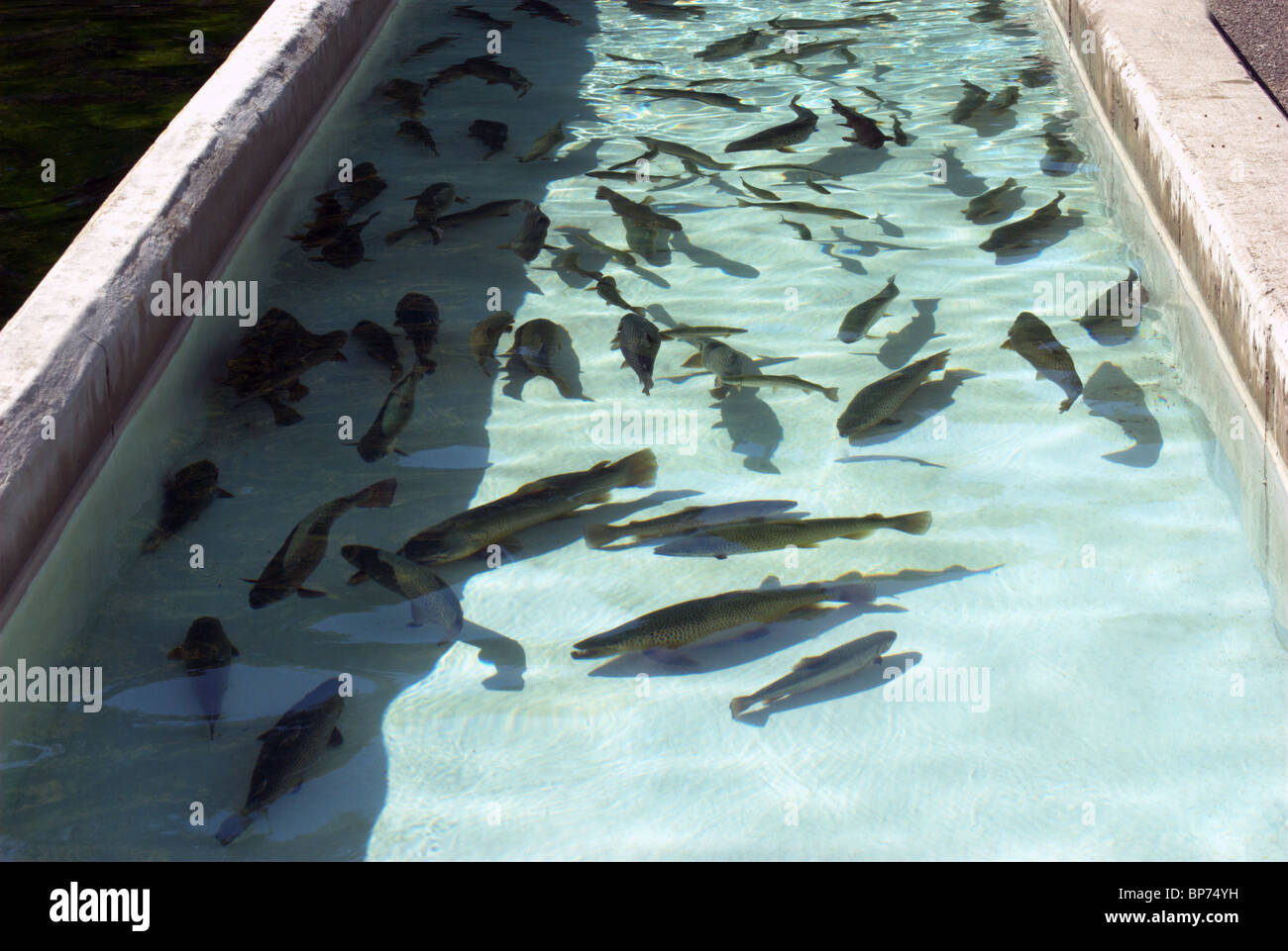 Fish hatchery for stocking streams and lakes in Finger Lakes and