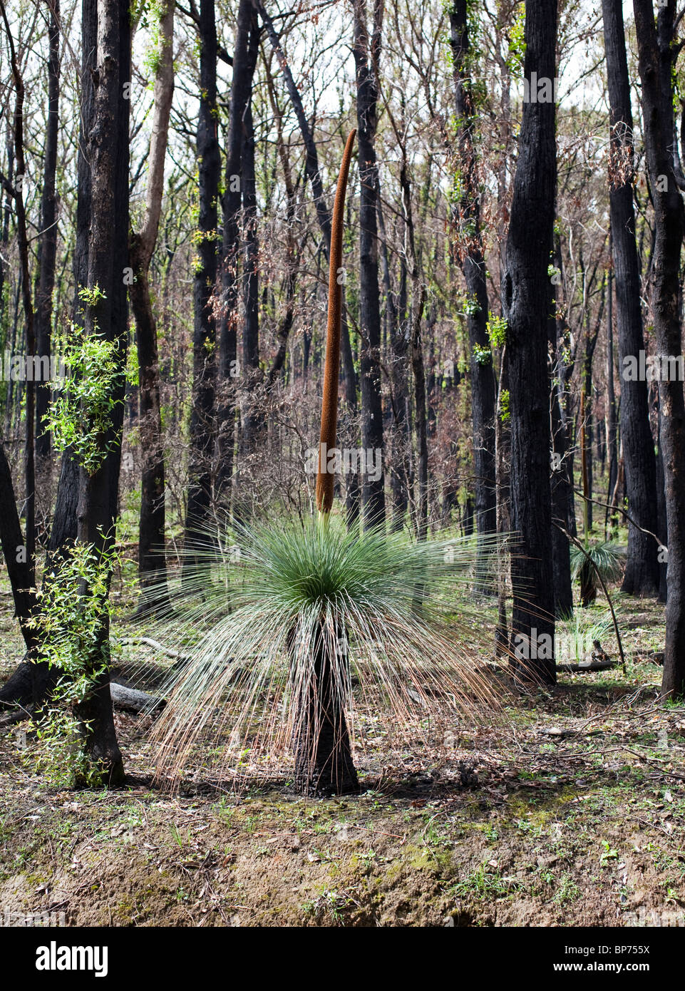 Xanthorrhoea or Blackboy plant Stock Photo
