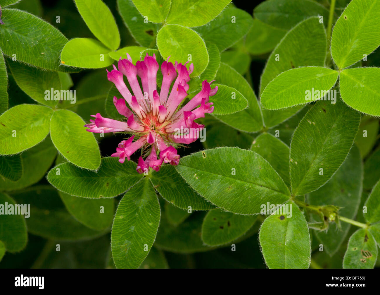 Zigzag Clover, Trifolium medium in flower, pasture, Dorset. Stock Photo