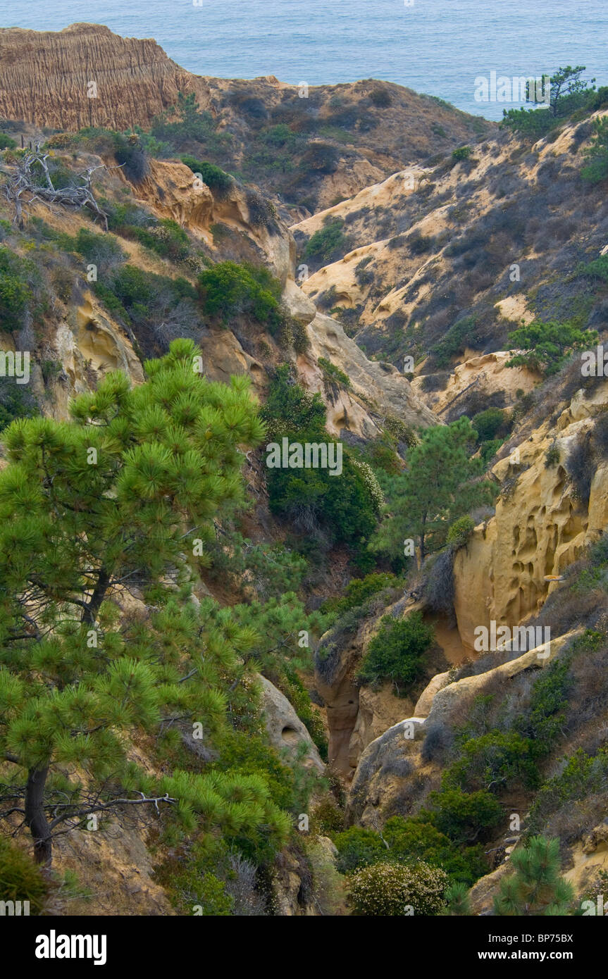 Torrey Pine trees in canyon at Torrey Pines State Reserve, San Diego, California Stock Photo Alamy