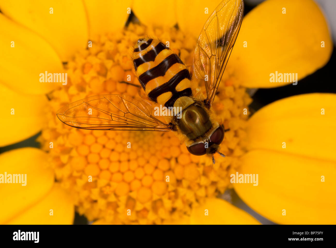 A common hoverfly, Syrphus ribesii, visiting Corn Marigold flower; wildlife garden, Dorset. Stock Photo