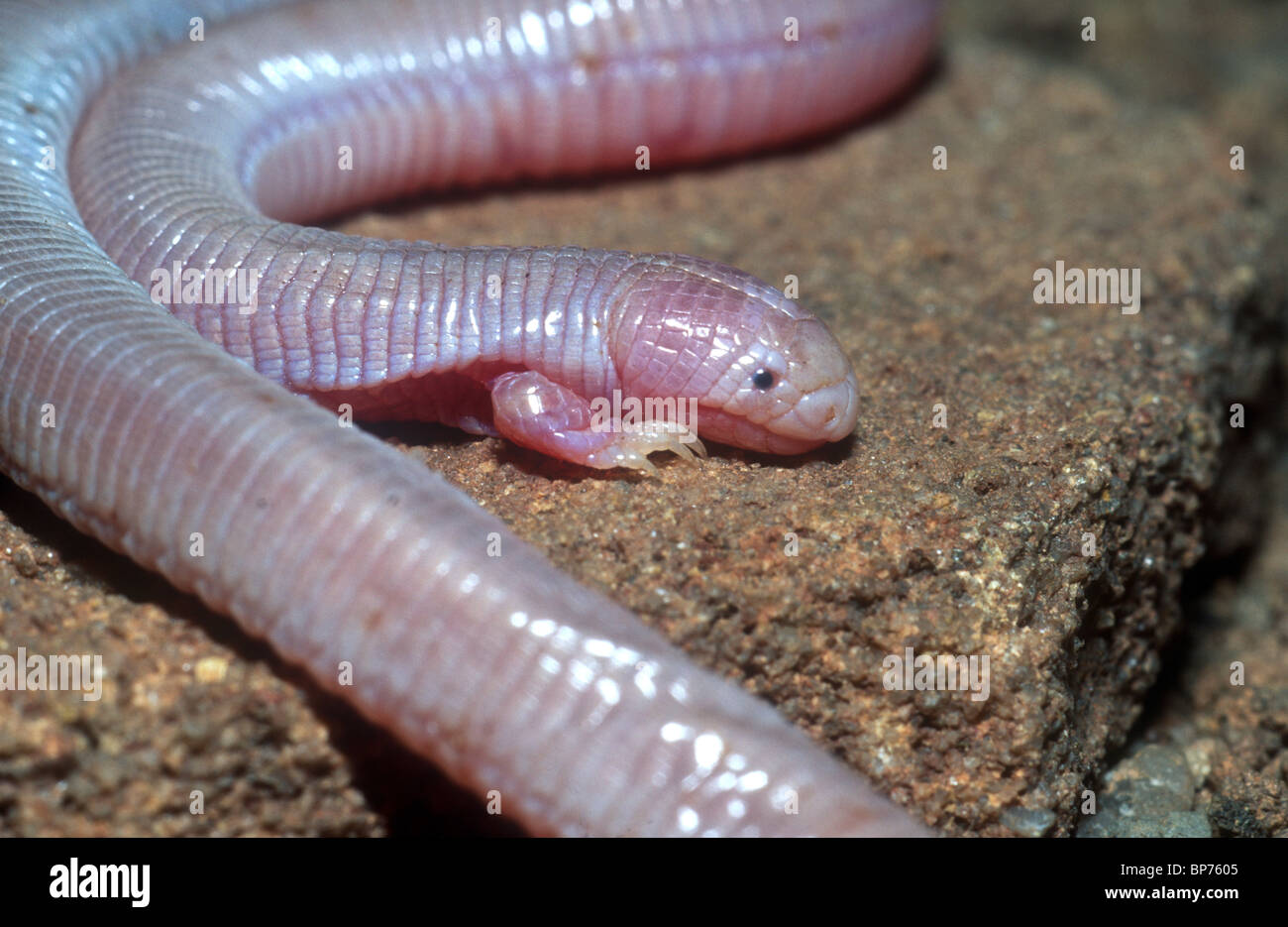 Ajolote, Bipes biporus (an amphisbaenian or worm-lizard with only two front legs) Baja California, Mexico (endemic species) Stock Photo