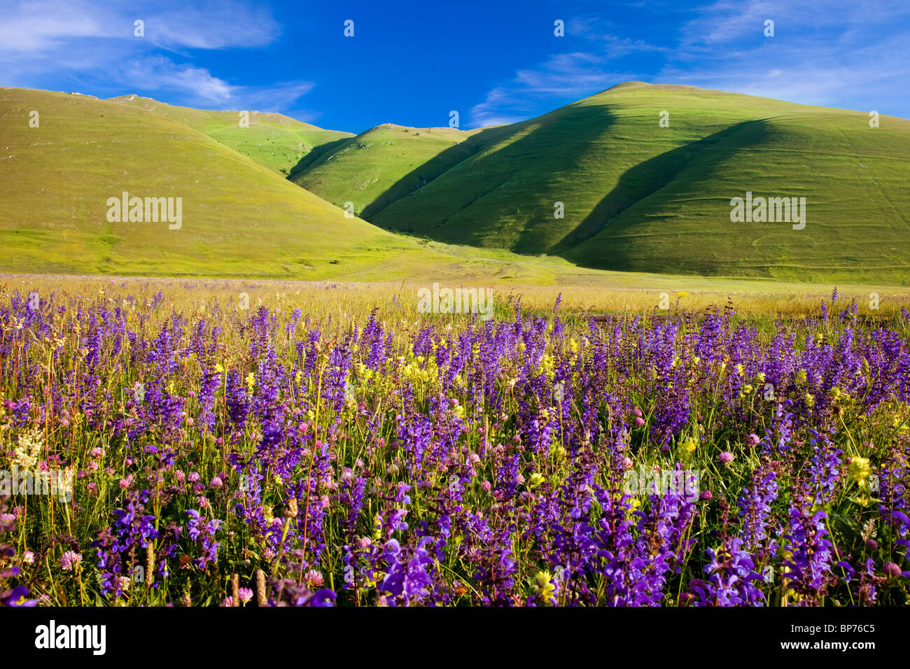 Acres of wildflowers in the Piano Grande near Castelluccio, part of the Monti Sibillini National Park, Umbria Italy Stock Photo