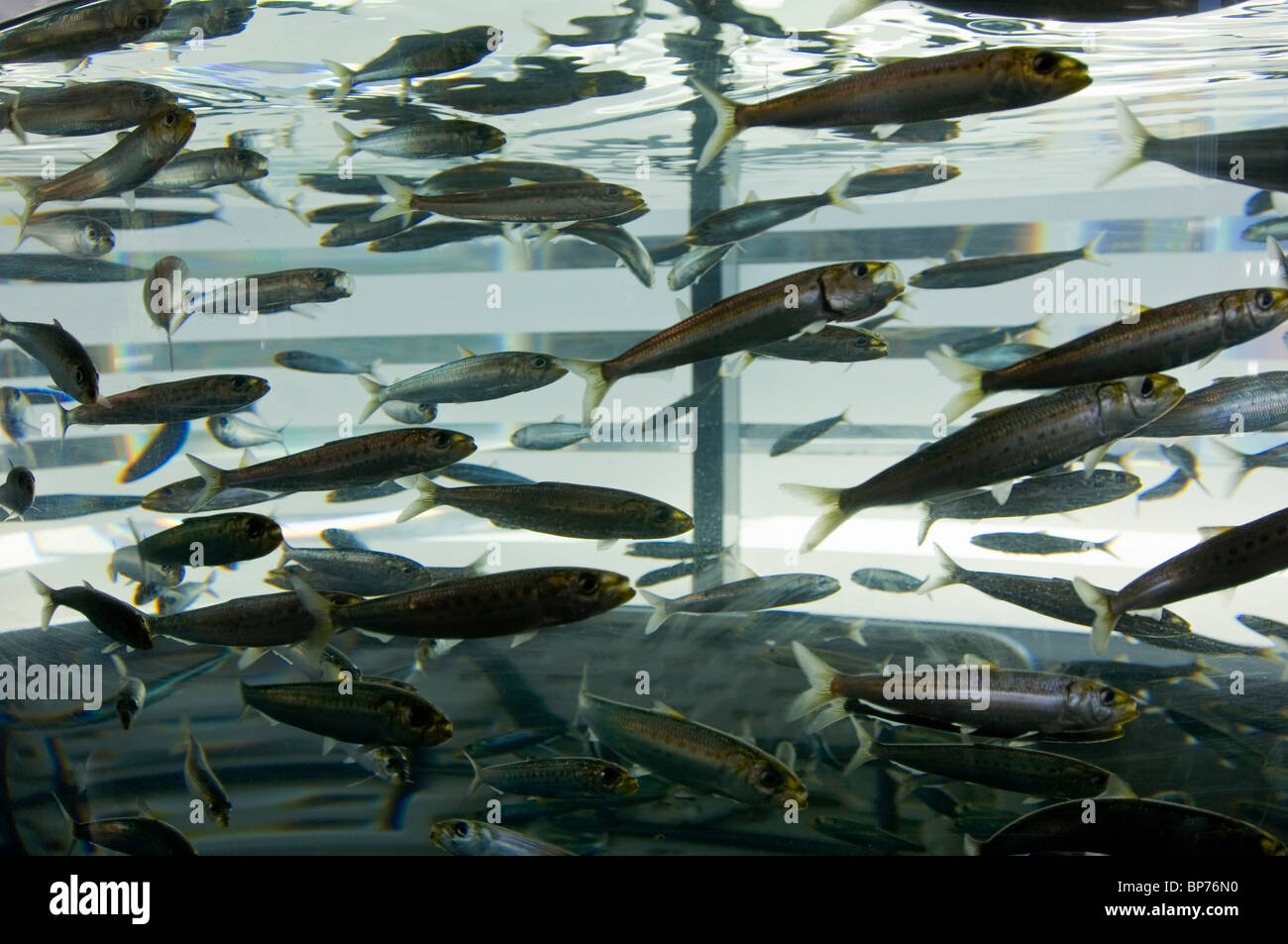 Sardine fish in Marine Exhibit at The Ocean Institute at Dana Point