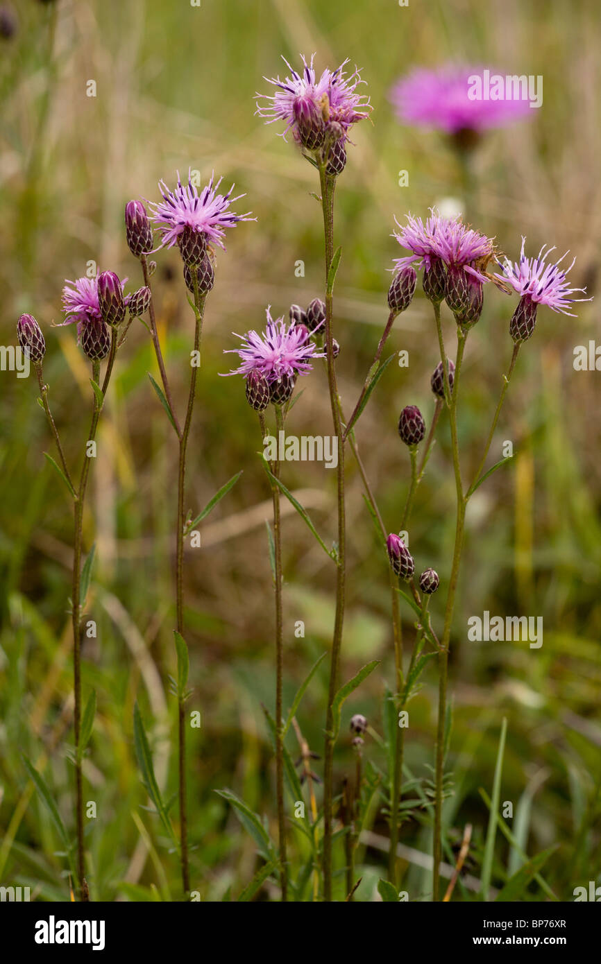 Saw-wort, Serratula tinctoria in flower in meadow, Dorset. Stock Photo