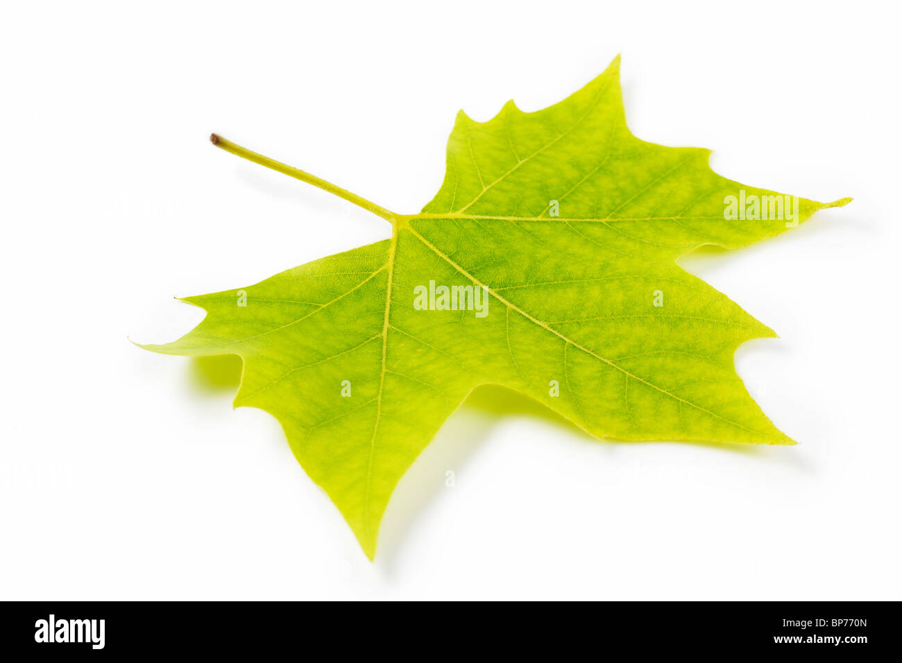 green maple leaf on white background Stock Photo - Alamy