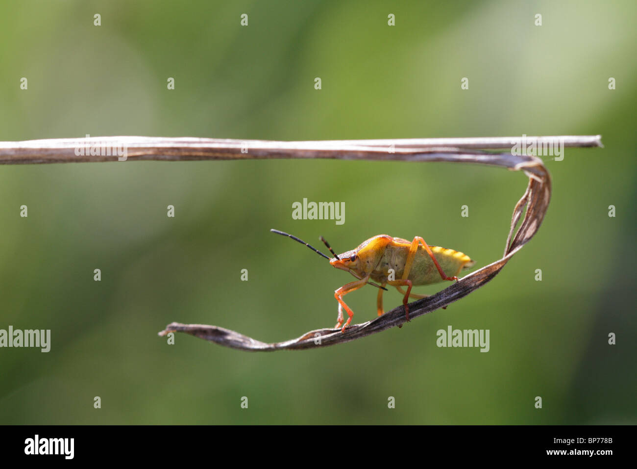 Parent bug (Elasmucha grisea) on a stalk Stock Photo
