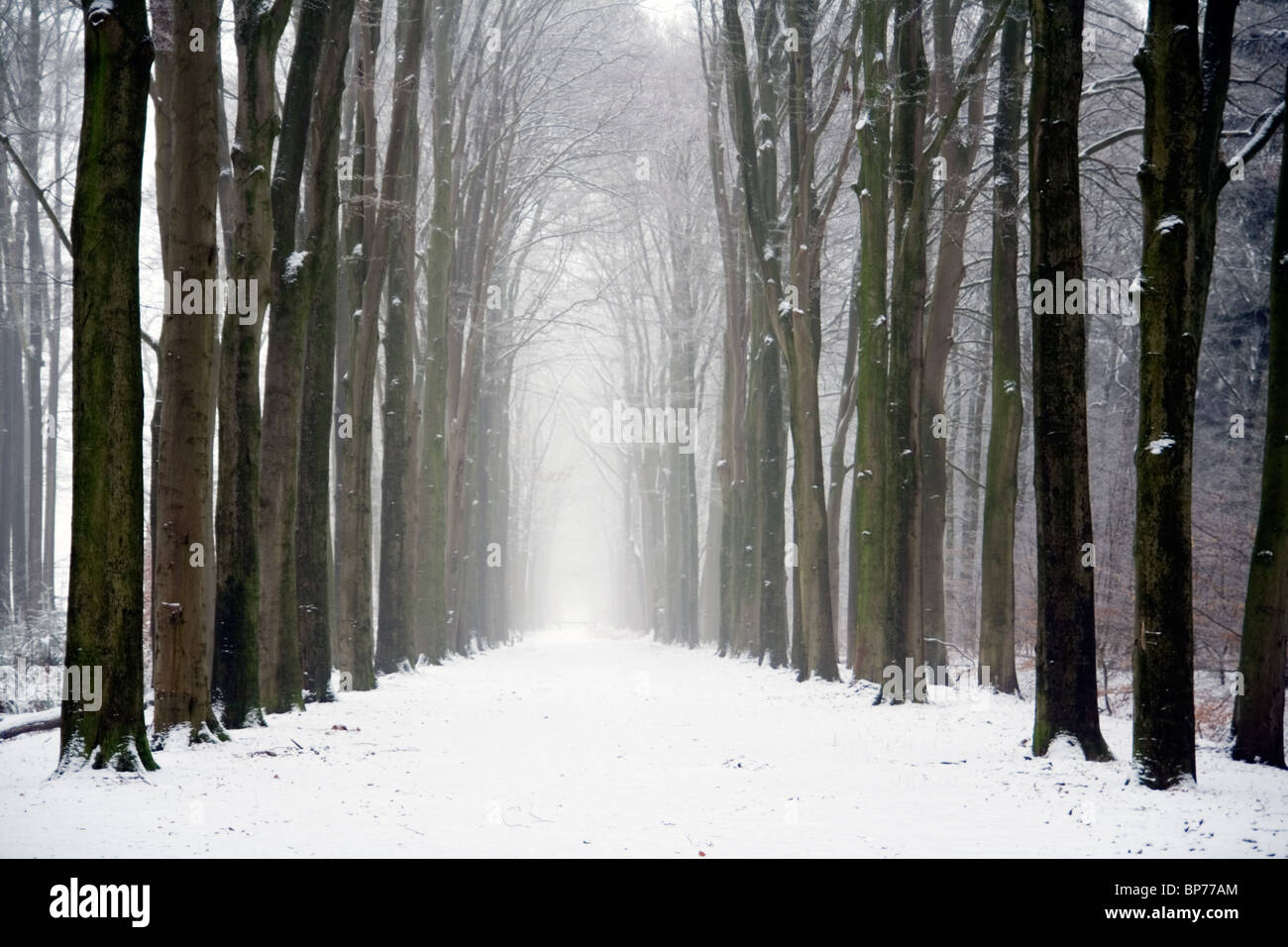 Forest on a cloudy winter day Stock Photo