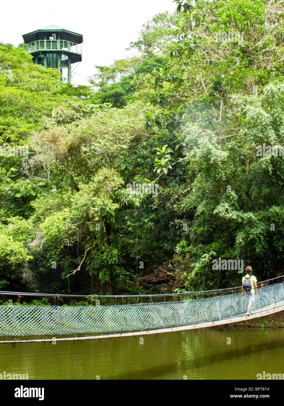 A tourist crossing a rope bridge at The Rainforest Discovery Centre Sandakan Sabah Borneo Malaysia Stock Photo