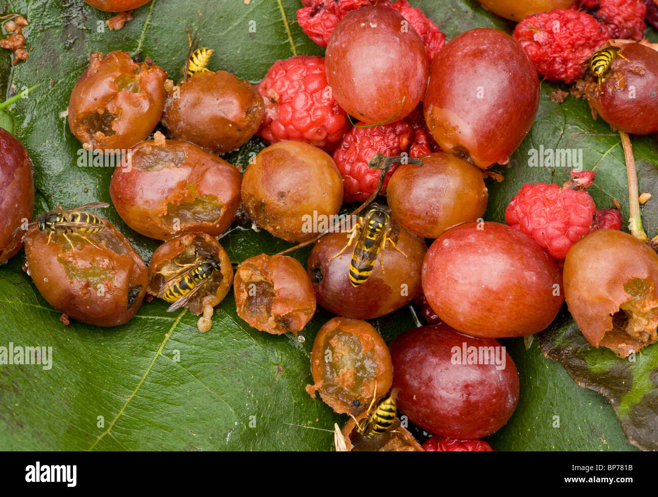 Common Wasps, Vespula vulgaris, feeding on fallen fruit, early autumn. Dorset. Stock Photo