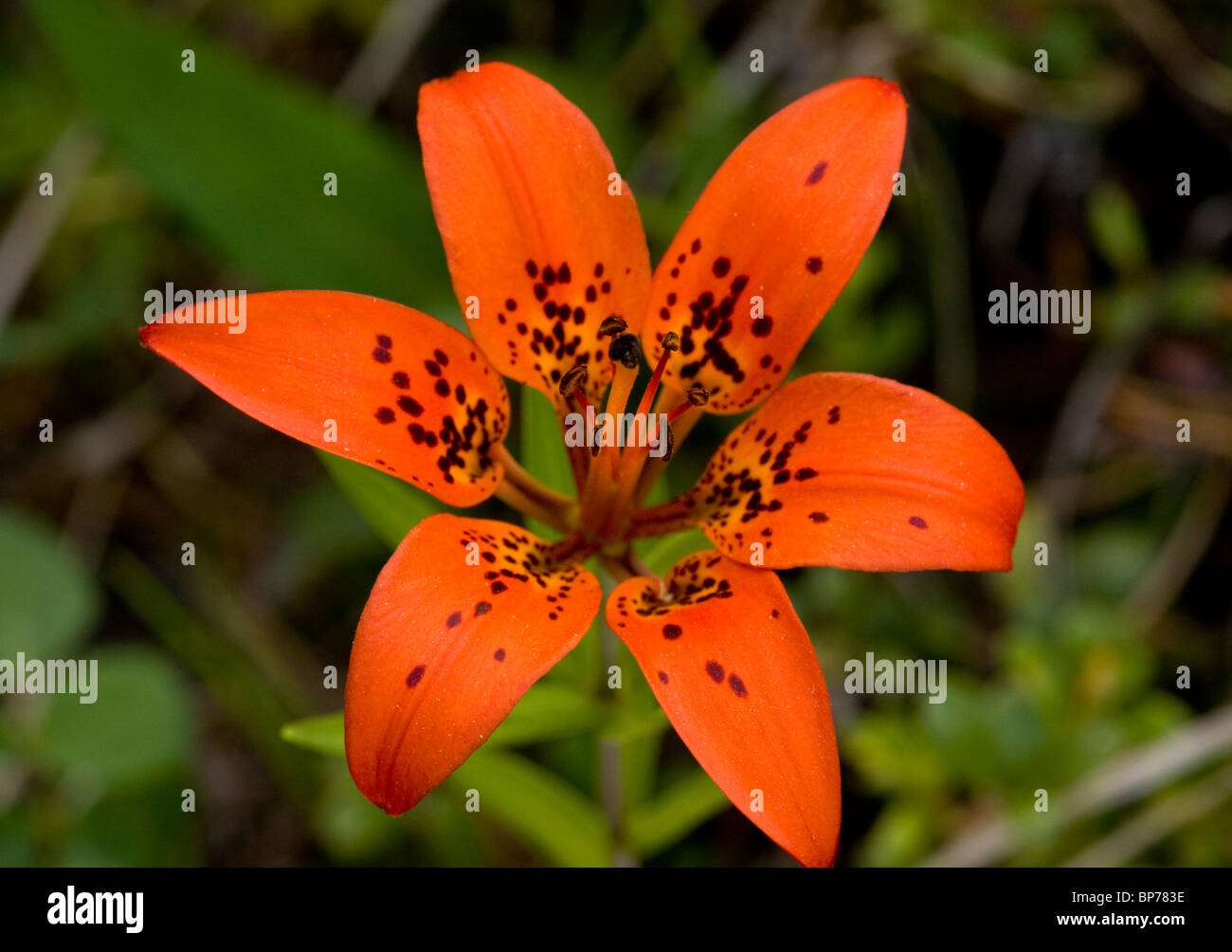 Wood Lily, Lilium philadelphicum in flower in grassland, Rockies, Canada Stock Photo