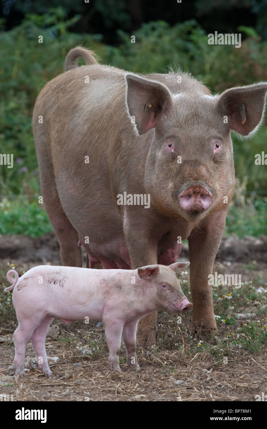 Large White Sow and piglet Stock Photo Alamy