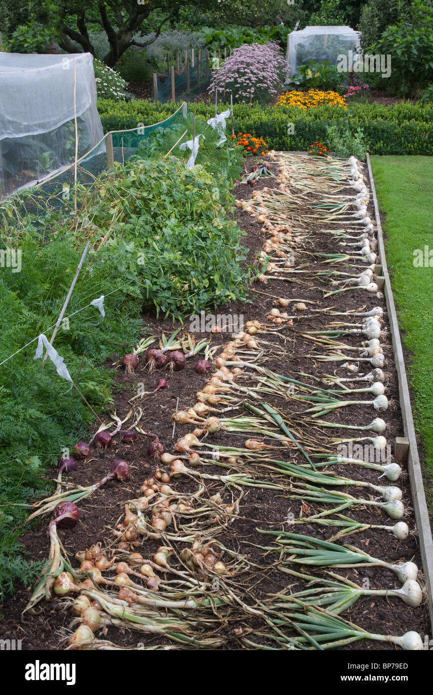 Home Grown Onions High Resolution Stock Photography and Images - Alamy