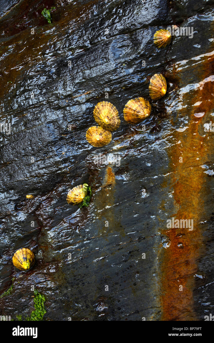 Limpets (Patella vulgata) on rockface, Lundy Bay Cornwall. Stock Photo